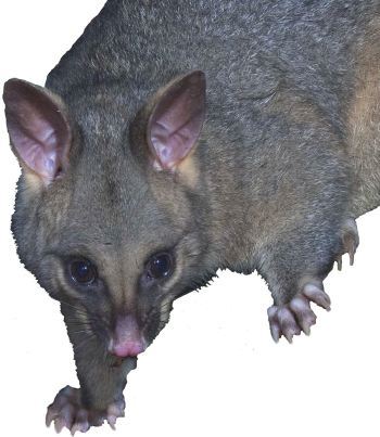 The landscape costs of brushtail possum dispersal