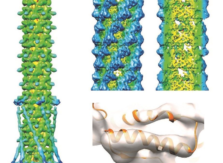 High-resolution cryo-electron microscopy of protein complexes and machines
