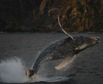 Visualising humpback whale migration