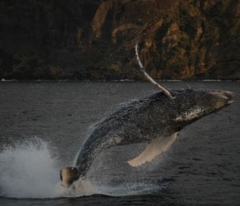 Visualising humpback whale migration