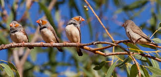Using Zebra Finch data and deep learning classification to identify individual bird calls from audio recordings